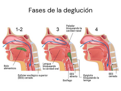 deglucion-atipica-infantil-fases-deglucion